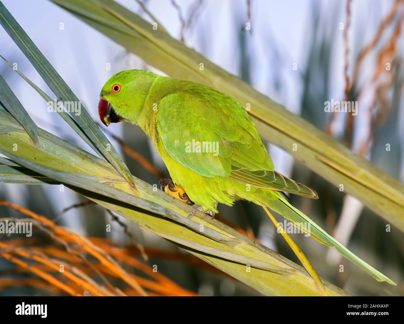 Die rose-ringed parakeet (Psittacula krameri), auch als die Ring-necked parakeet bekannt, Fütterung auf die Dattelpalme, Beer Sheva, Israel Stockfoto