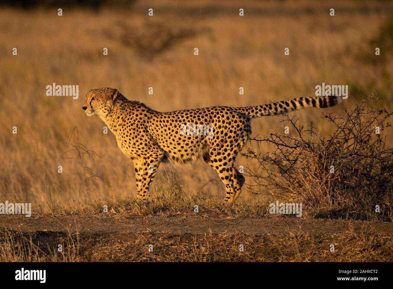 Cheetah Kennzeichnung Territorium, Acinonyx jubatus, Phinda Game Reserve Stockfoto