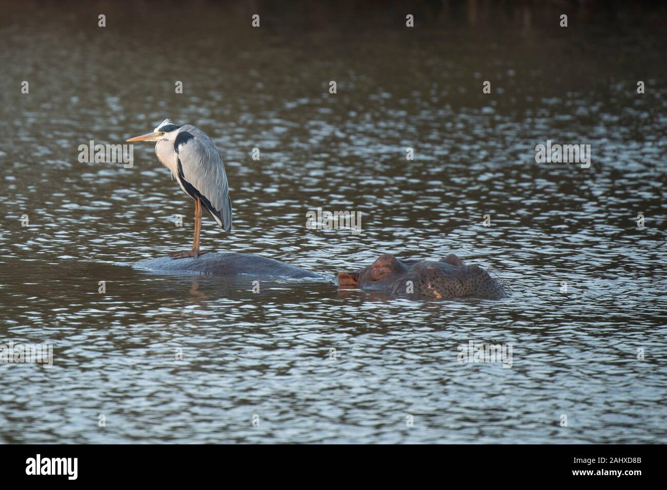 Graureiher Ardea cinerea Sitzen auf einem Nilpferd, Manyoni Game Reserve, Südafrika Stockfoto