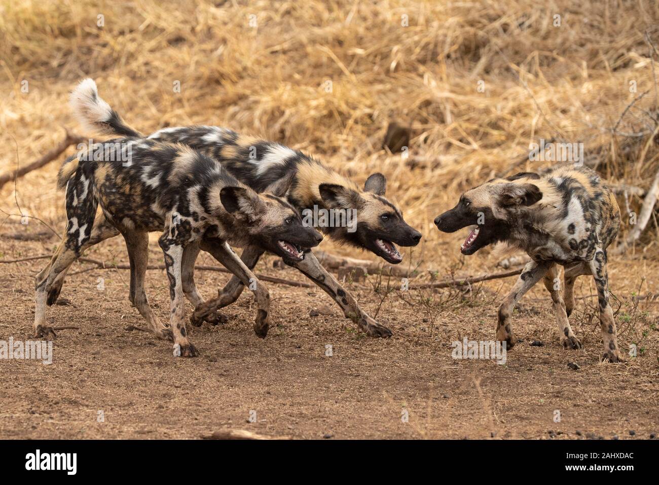 Wilde Hunde spielen, Lycaon pictus, Manyoni Game Reserve, Südafrika Stockfoto