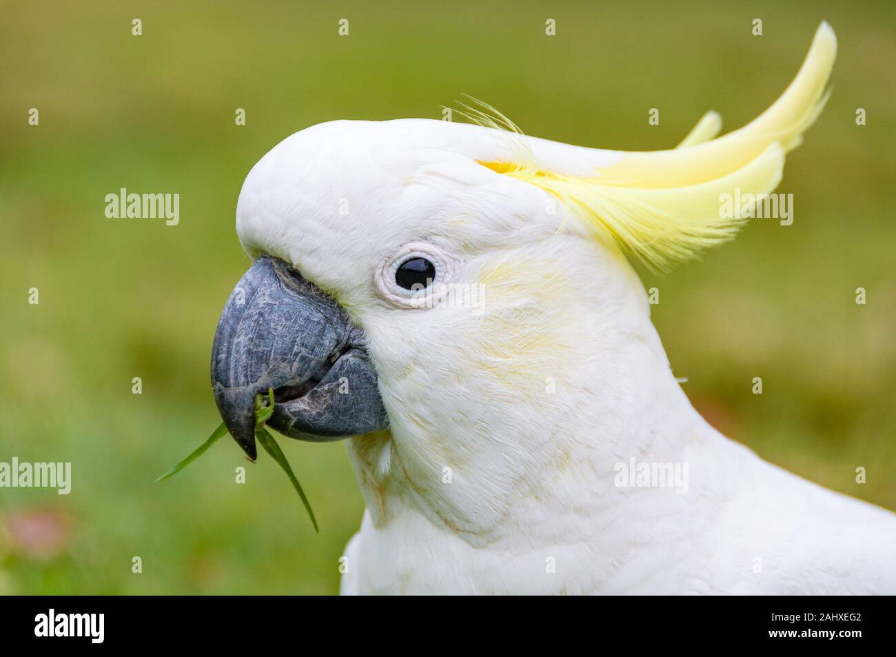 Neugierig schauen, Gras essen White cockatoo Nahaufnahme Stockfoto