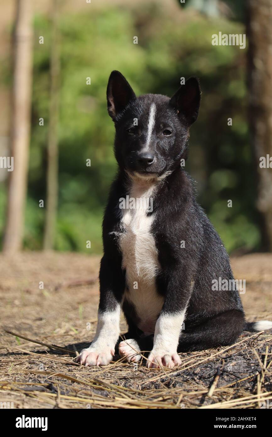 Schwarze und weisse Hund sehr schön Stockfoto