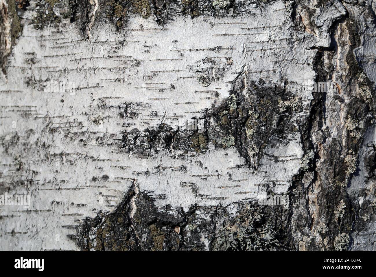 Birke Baumrinde Textur closeup in Finnland fotografiert. Die weiße Schale der Baum hat einige Risse. Detaillierte Art themed macroimage, Color Foto. Stockfoto