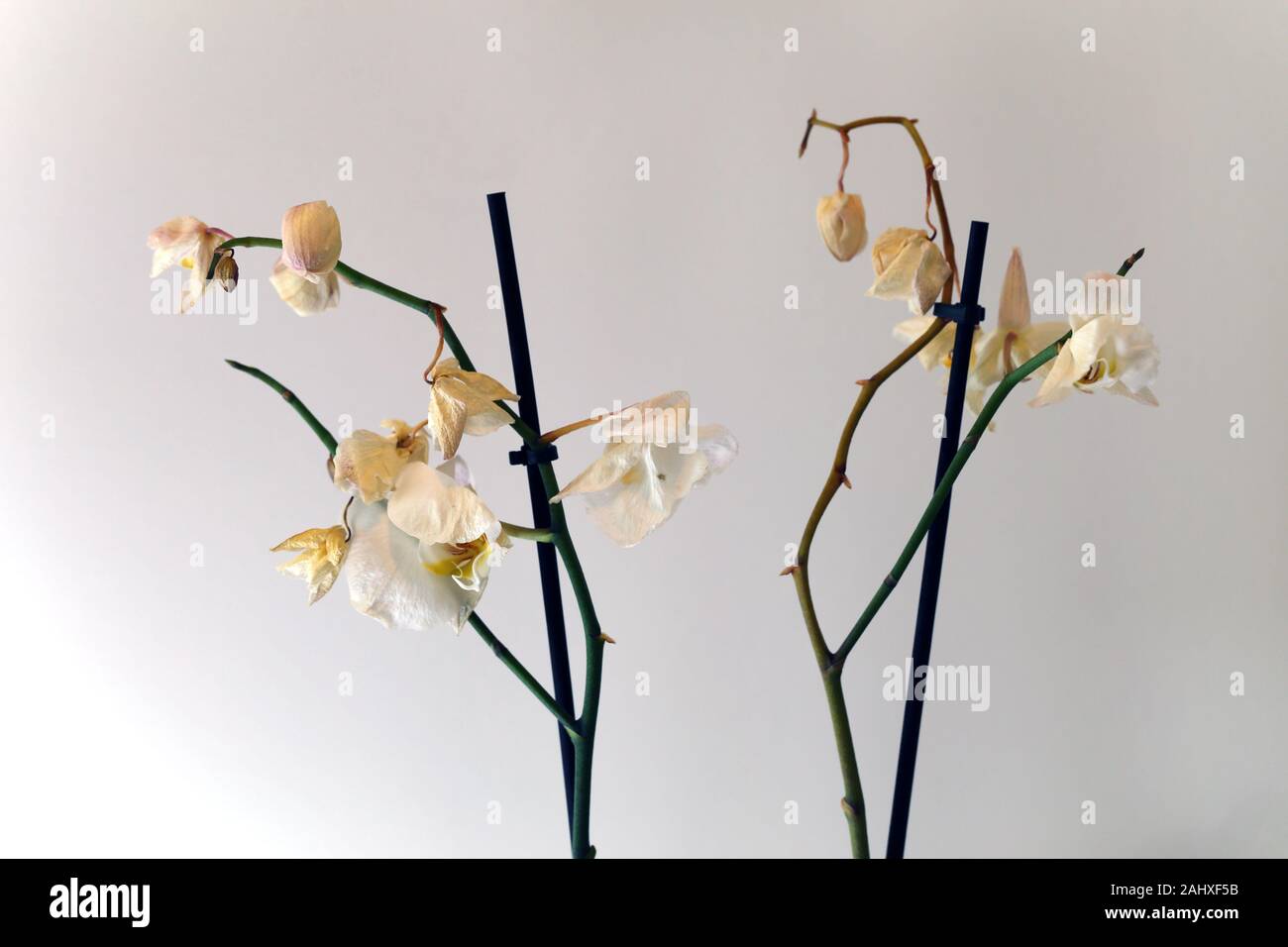 Trocken, starb Weiße phaleonopsis Orchideen mit weißem Hintergrund. Diese Blumen verwendet ein schöner Teil der Skandinavischen home Dekoration sein, aber sie starb. Stockfoto