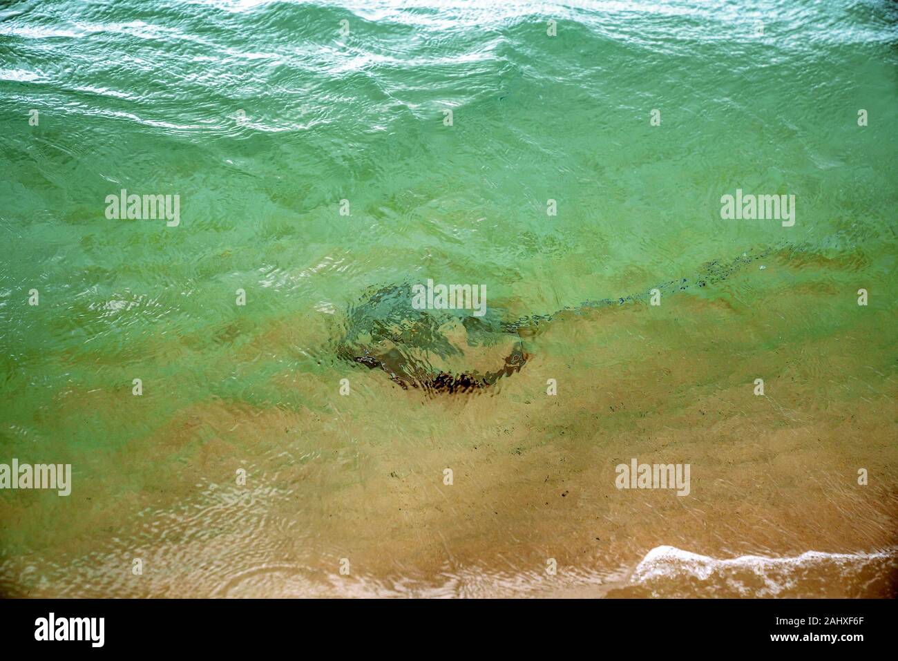 Ein Baby stingray sichtbar knapp unter der Oberfläche, Schwimmen im seichten Wasser in der Nähe zum Sandstrand auf einer Insel Stockfoto