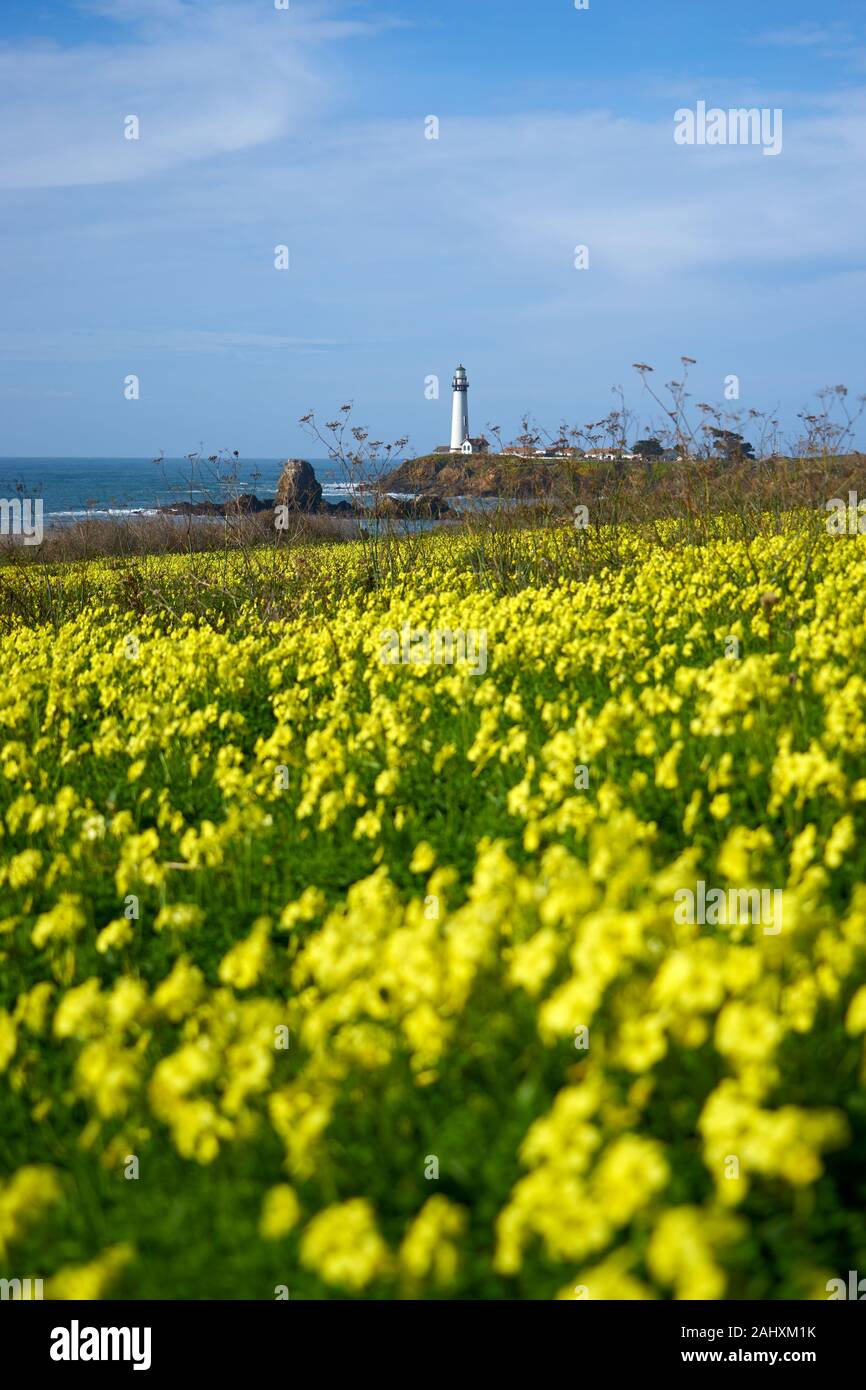 Einen sonnigen und leicht trüb Januar Tag mit blühenden gelben Oxalis und am Pigeon Point Lighthouse am Pazifischen Ozean Küste in Pescadero, Kalifornien. Stockfoto
