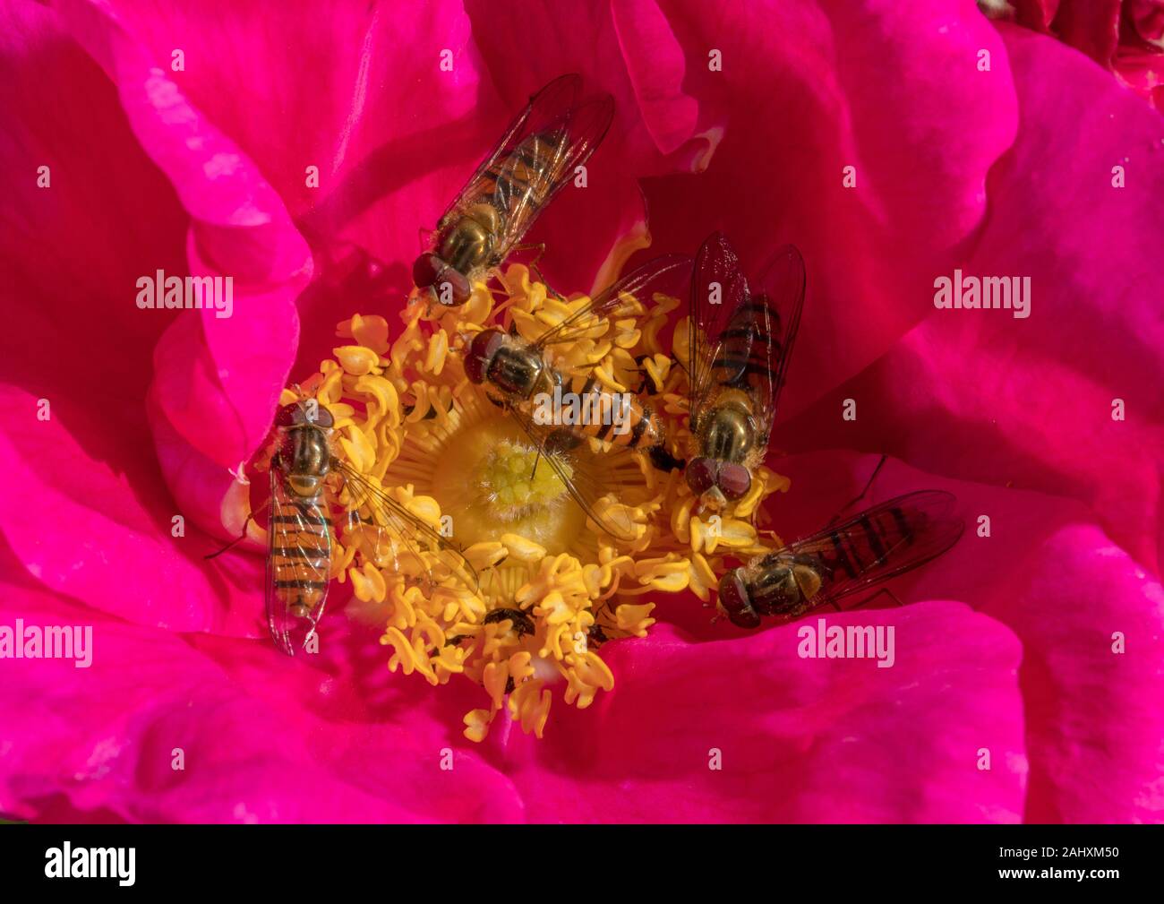 Marmelade Schwebfliegen, Episyrphus balteatus und Gemeinsame gebändert Schwebfliegen, Syrphus ribesii Fütterung auf Der apothecary Rose, Rosa Gallica Officinalis, ich Stockfoto