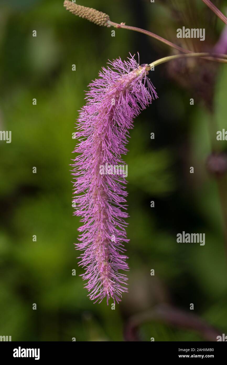 Sanguisorba 'Pink bürsten" in einem Somerset Garden. Stockfoto