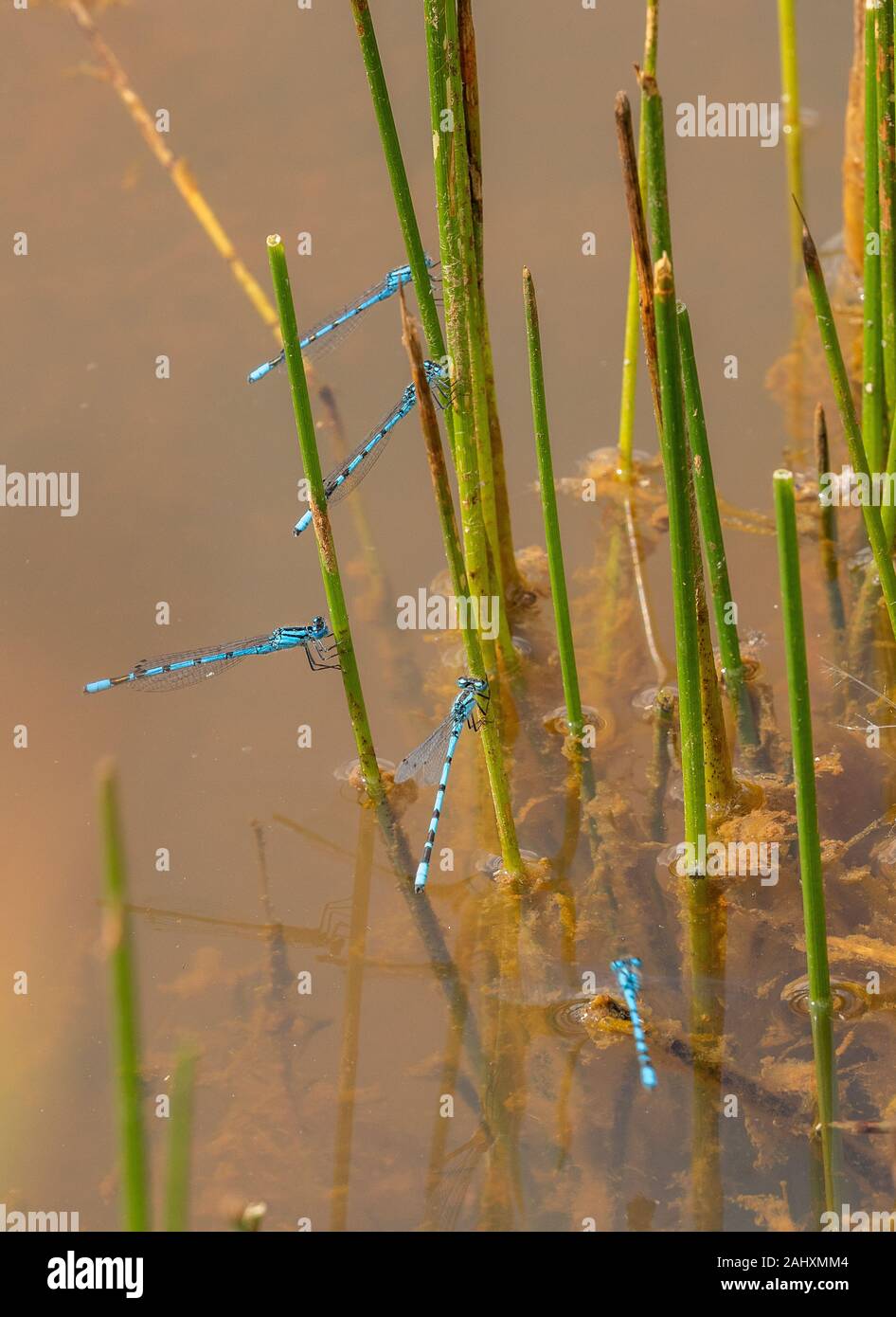 Masse des Gemeinsamen blau damselflies, Enallagma cyathigera, unter