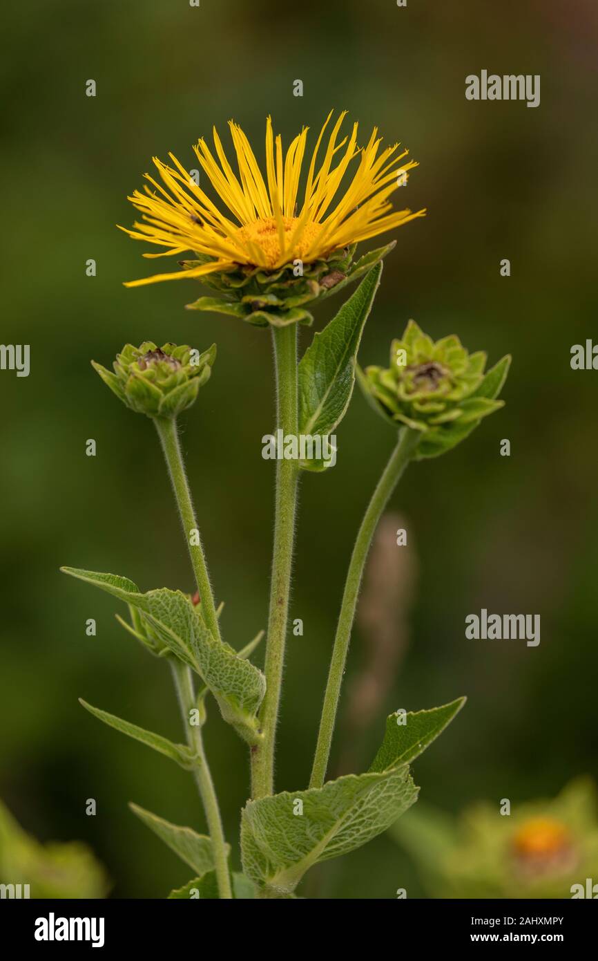 Elecampane, Inula helenium, in der Blume am Straßenrand. In Deutschland eingebürgert. Stockfoto