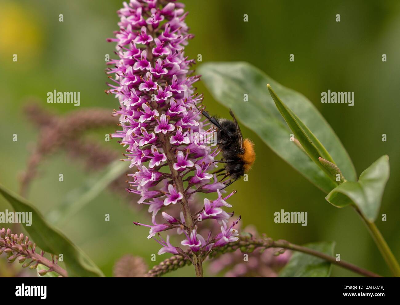 Baum, Hummel, Bombus hypnorum, Hebe Blumen im Garten, Dorset. Stockfoto