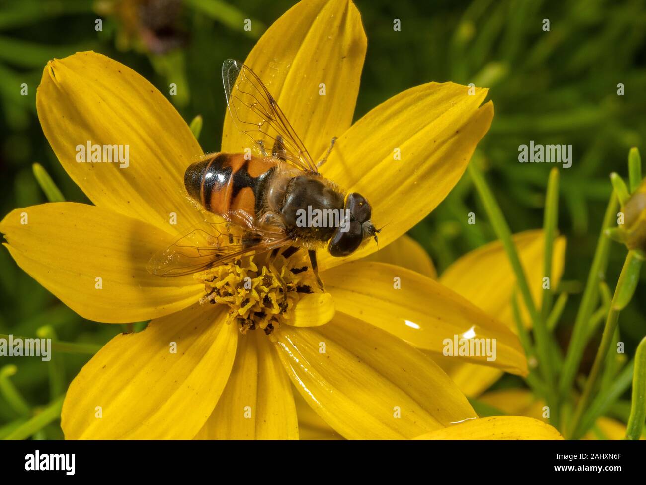 Eine Drohne fliegen, Eristalis sp besuchen Blume im Garten. Dorset. Stockfoto