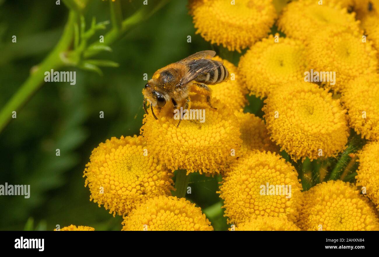 Ivy Biene, Colletes hederae, nectaring auf Garten Blumen. Dorset. Stockfoto