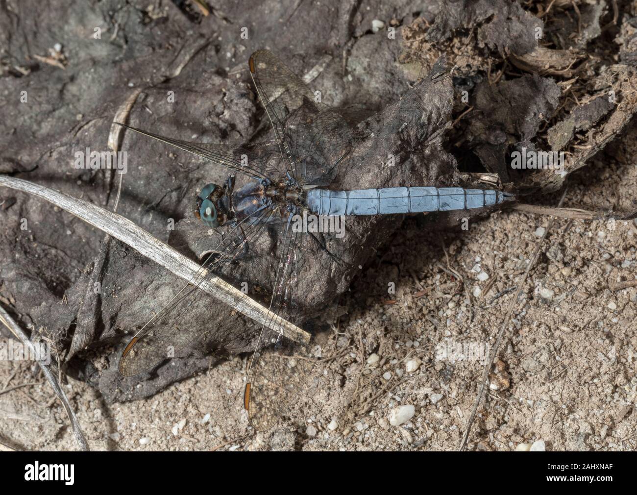 Männliche gekielt Skimmer, Orthetrum coerulescens, Dragonfly, auf Heide nieder. Dorset. Stockfoto