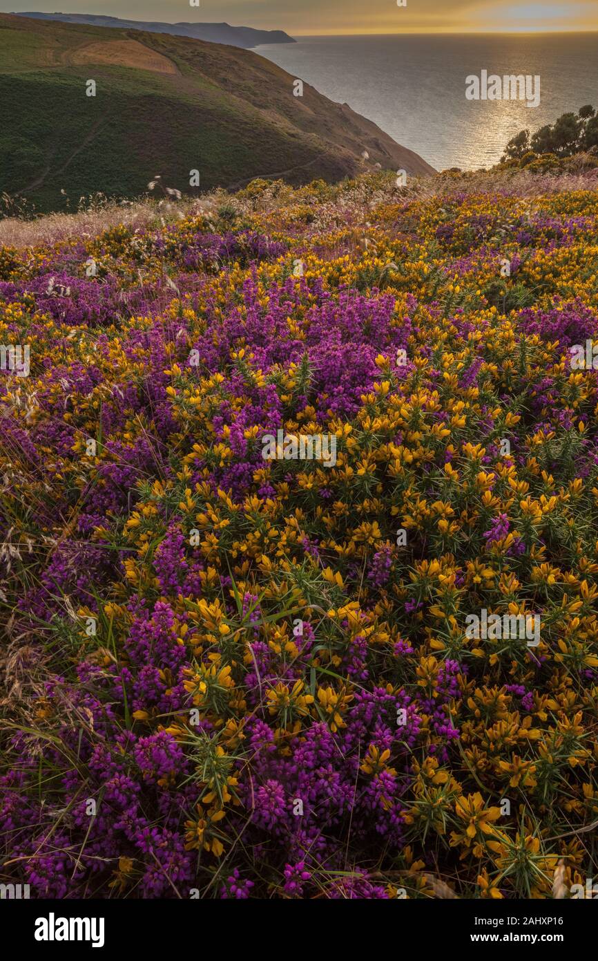 Heidekraut und Zwerg Gorse Moorlandschaft in Blüte an der Nordküste von Exmoor, in der Nähe von Minehead. Somerset. Abend. Stockfoto