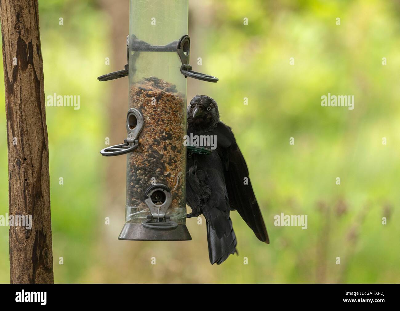Dohle, Corvus monedula, auf Bird Feeder auf Brownsea Island. Stockfoto