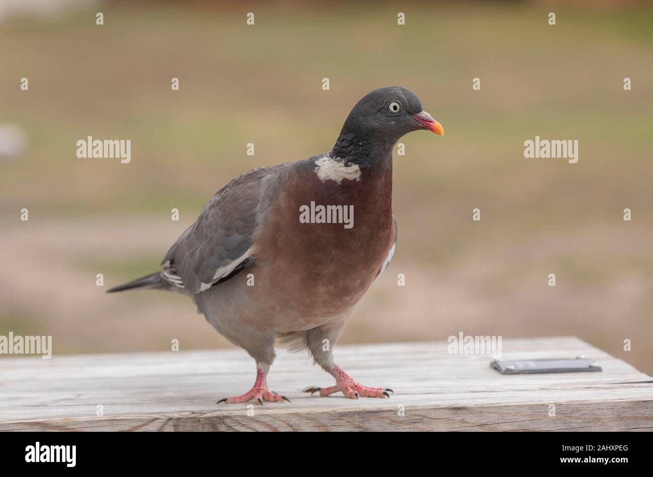 Holz - Taube Columba Palumbus, Garten Tisch im Sommer thront. Stockfoto