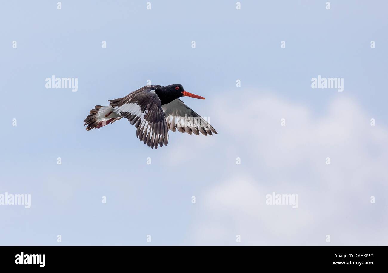 Gemeiner Austernfischer, Haematopus ostralegus, im Flug, im Hafen von Poole. Stockfoto