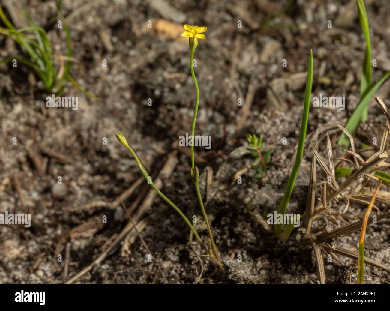 Gelb, centaury Cicendia filiformis, in der Blume auf sandigen Schiene über Heide, Purbeck, Dorset. Stockfoto