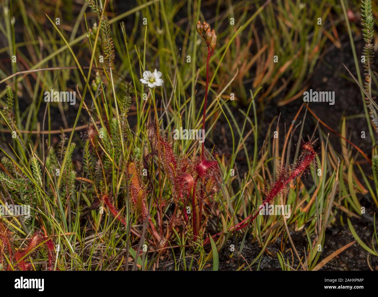 Große Sonnentau, Drosera Anglica, in der Blume im feuchten Moor, Purbeck, Dorset. Stockfoto