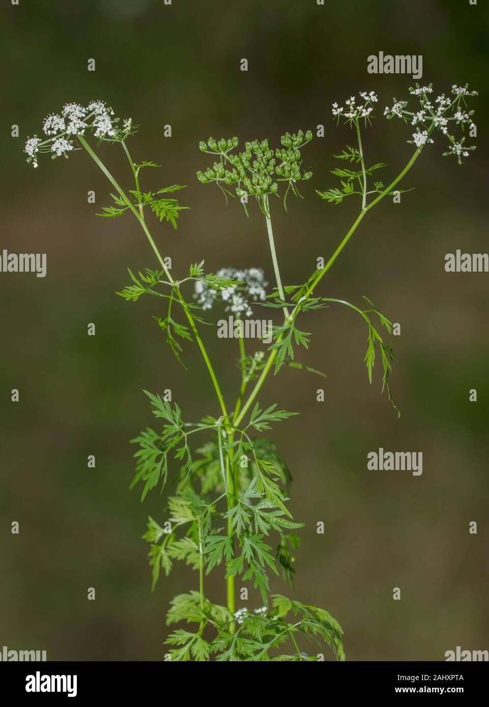 Fool's Petersilie, Aethusa cynapium, in der Blume im Garten. Stockfoto