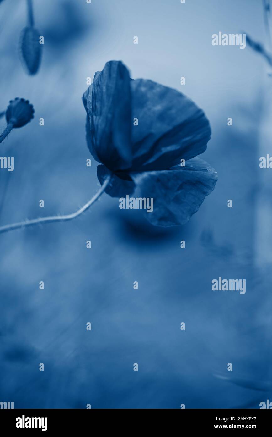 Ausschreibung Schuß von Mohn Stockfoto