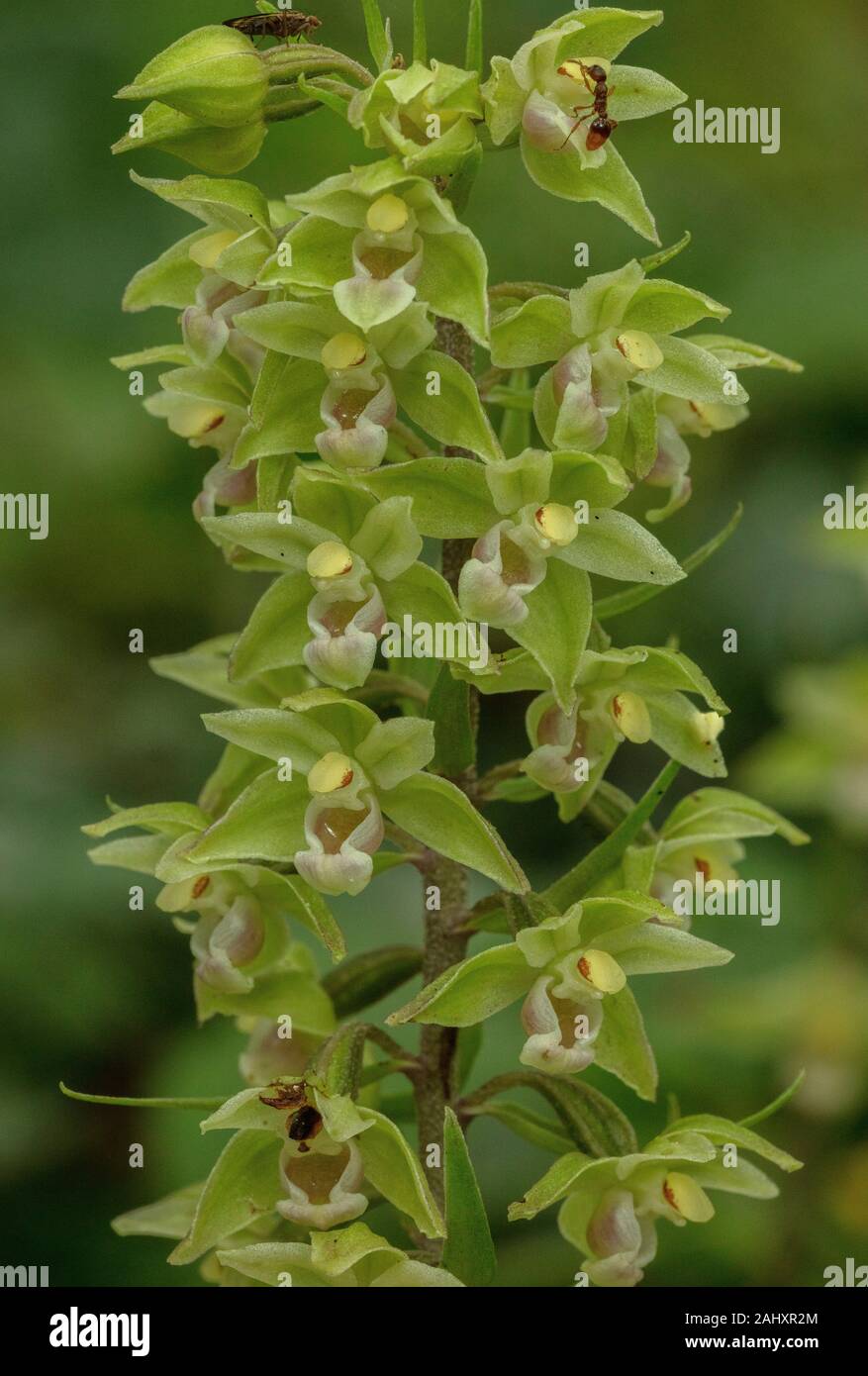 Violett, Epipactis Helleborine purpurata, in der Blume in Sommergrünen Wäldern, Stockfoto