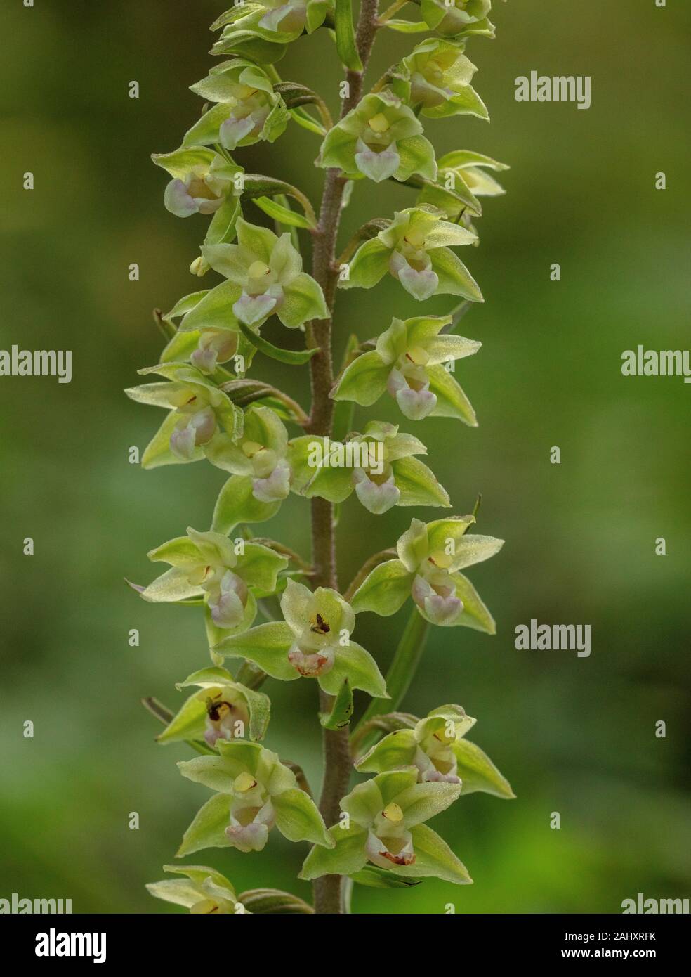 Violett, Epipactis Helleborine purpurata, in der Blume in Sommergrünen Wäldern, Stockfoto