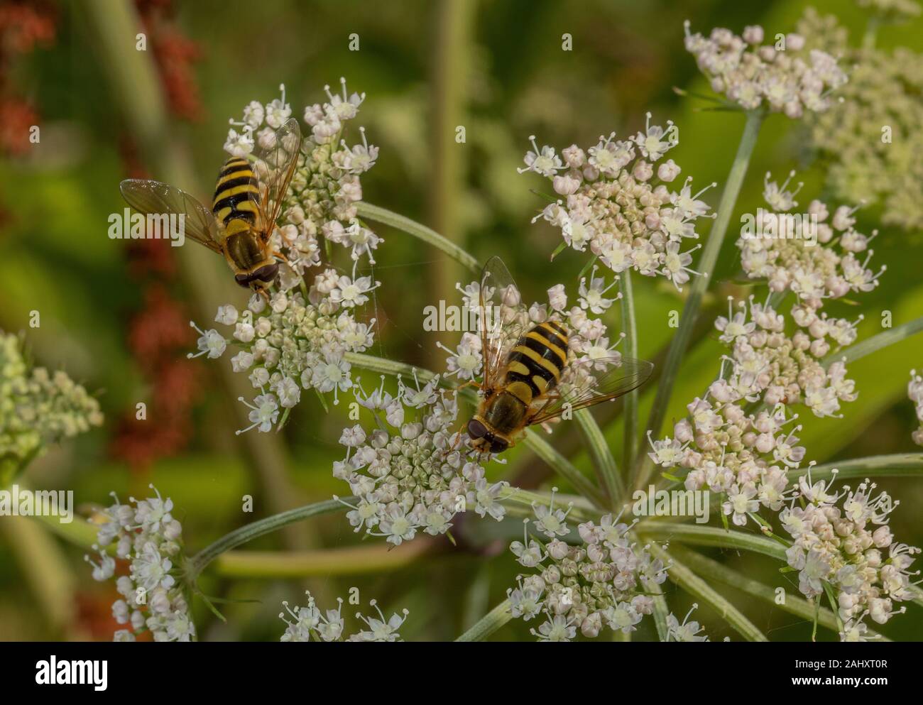 Gemeinsame gebändert Schwebfliegen, Angelica Blumen für Nektar. Stockfoto