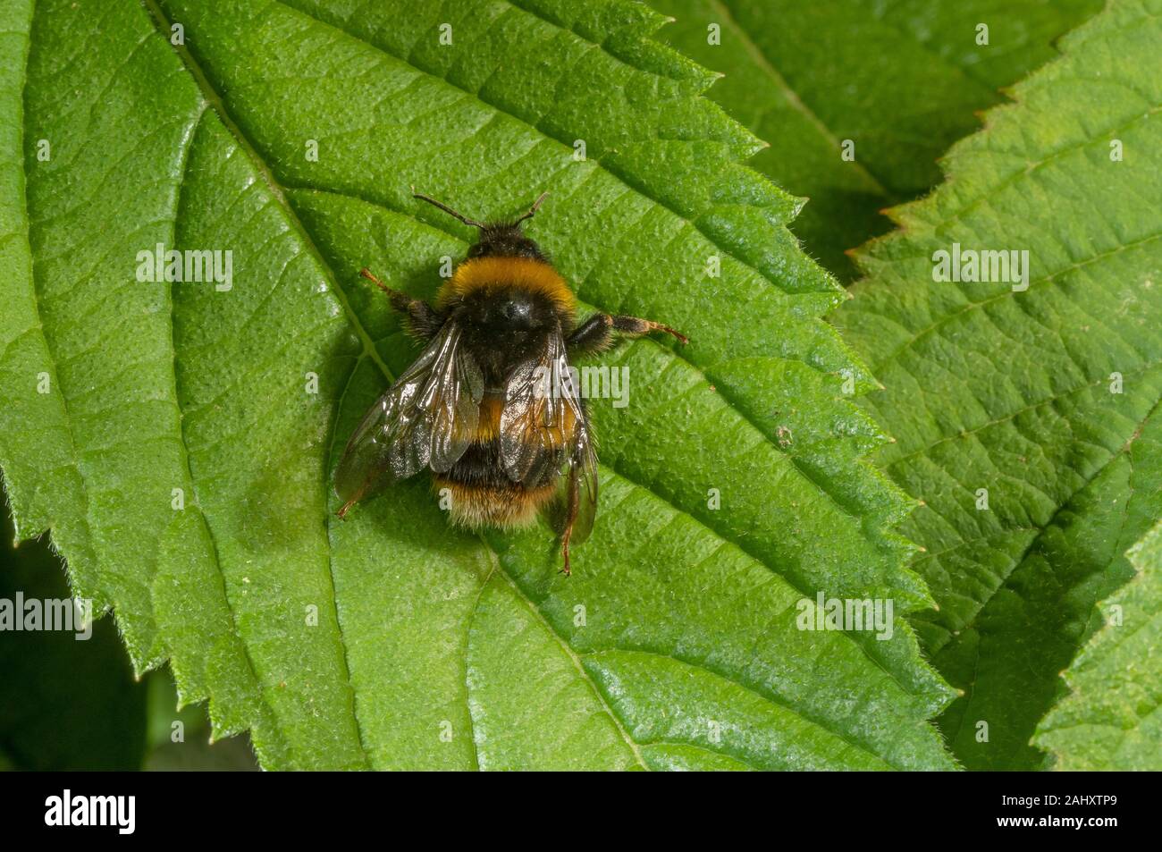 Buff-tailed Hummel, Bombus terrestris Sonnenbaden auf Blatt. New Forest. Stockfoto