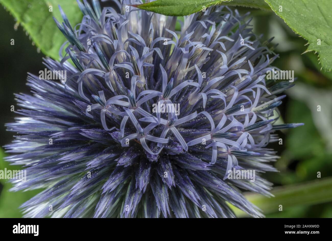 Ein Globus Distel, Echinops ritro in Blüte. Stockfoto