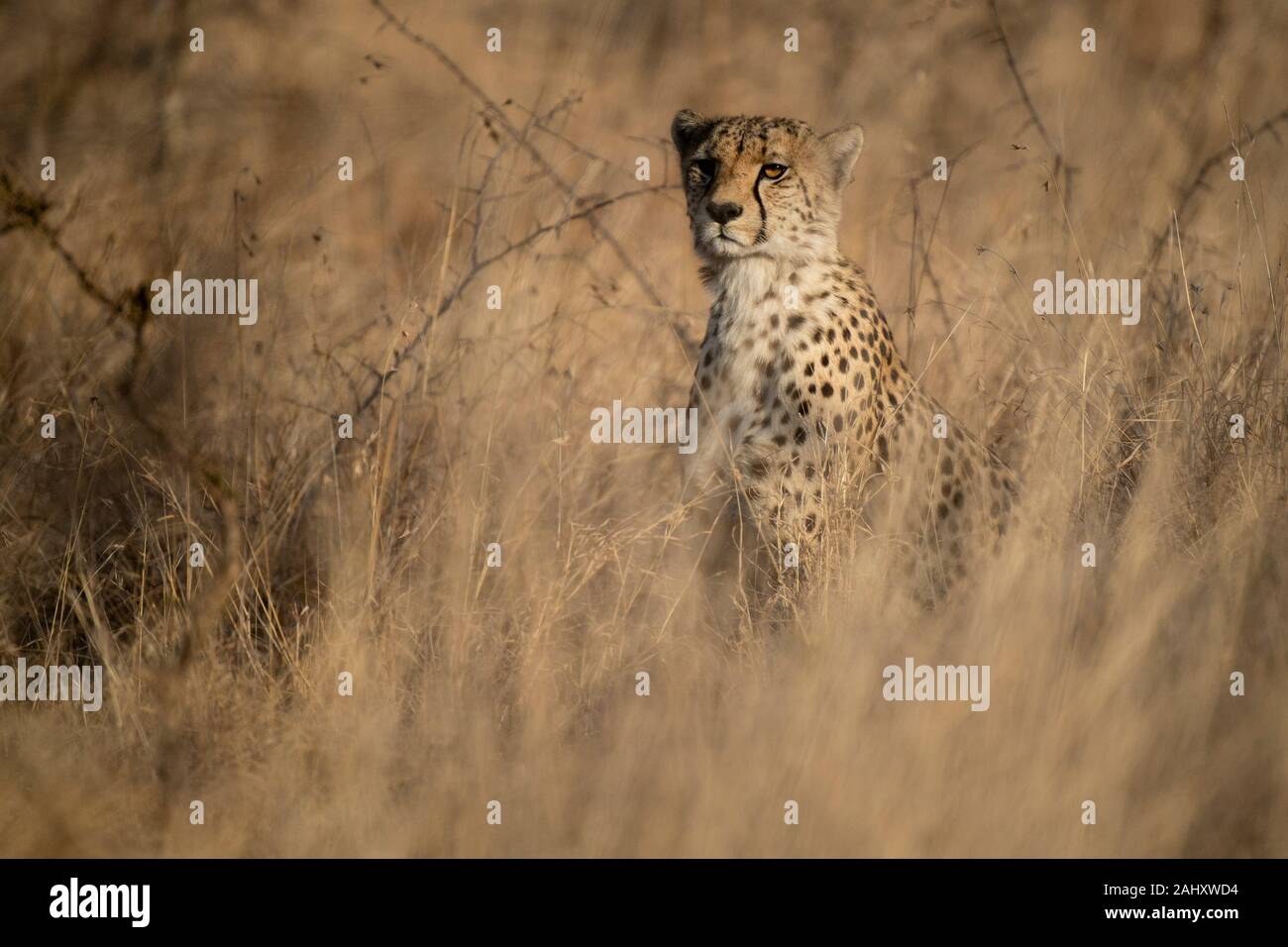 Cheetah, Acinonyx jubatus, Zimanga Game Reserve, Südafrika Stockfoto