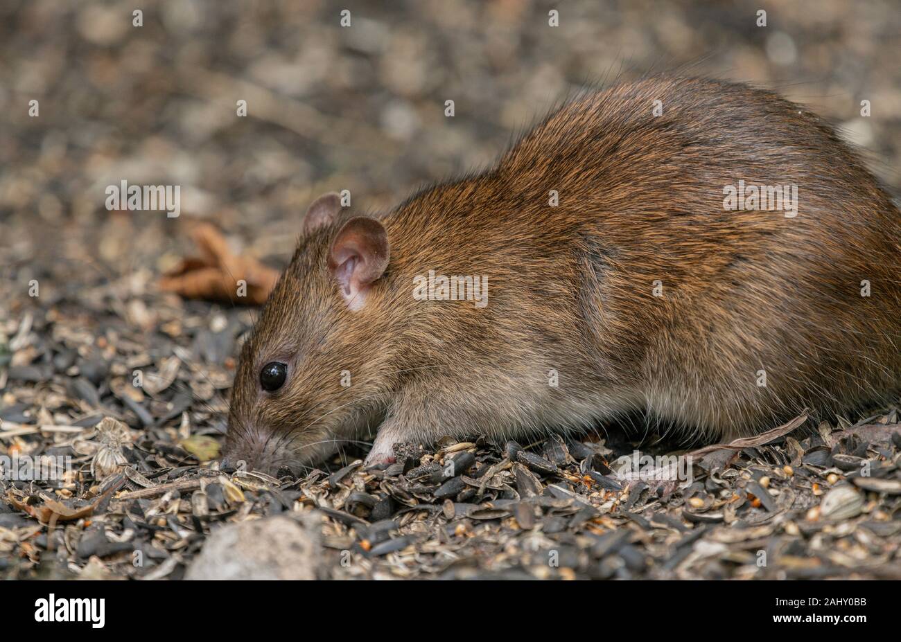 Wilde braune ratte Fotos und Bildmaterial in hoher Auflösung Seite