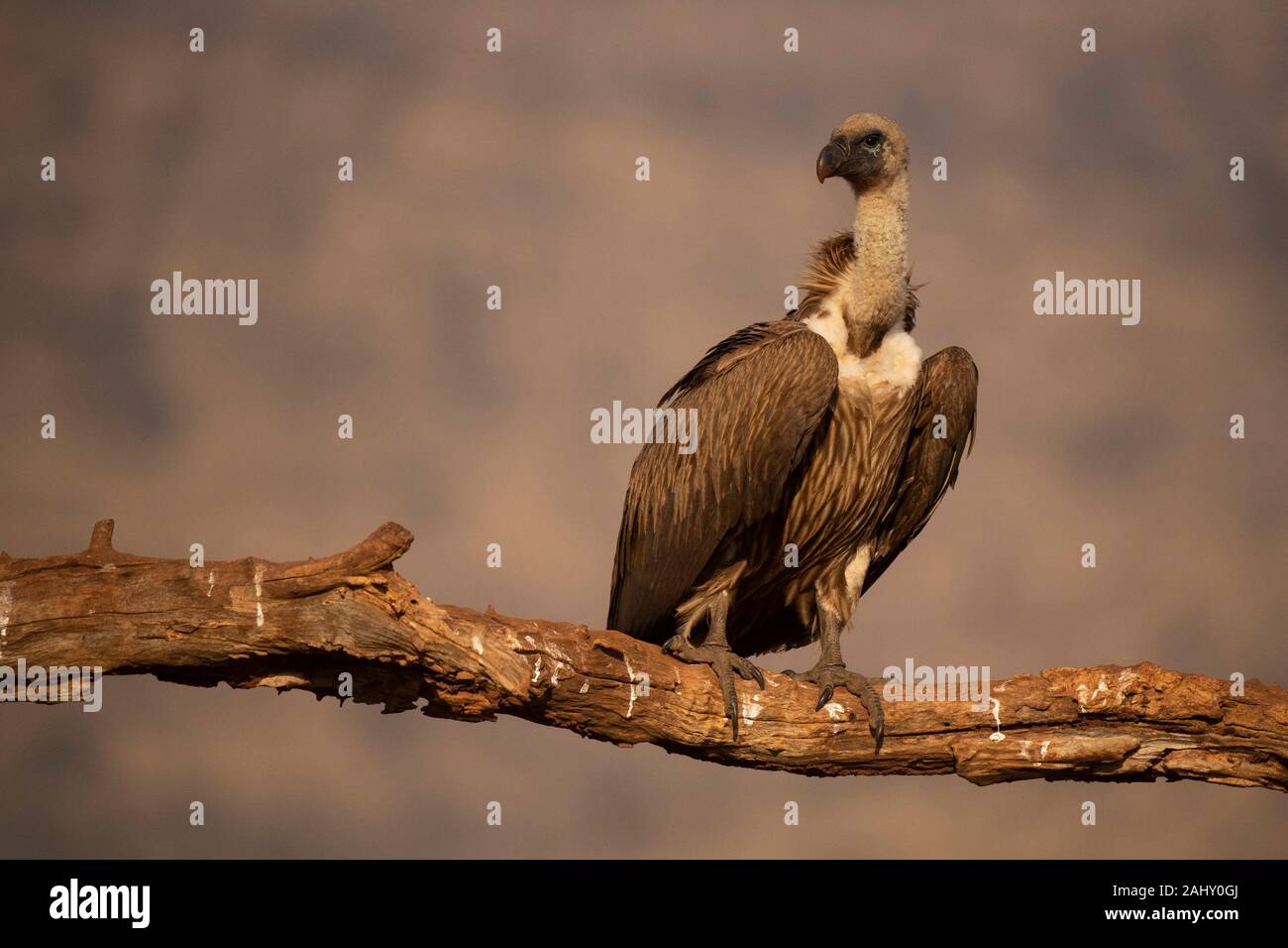 Weiß-backed Vulture, Tylose in Africanus, Zimanga Game Reserve, Südafrika Stockfoto