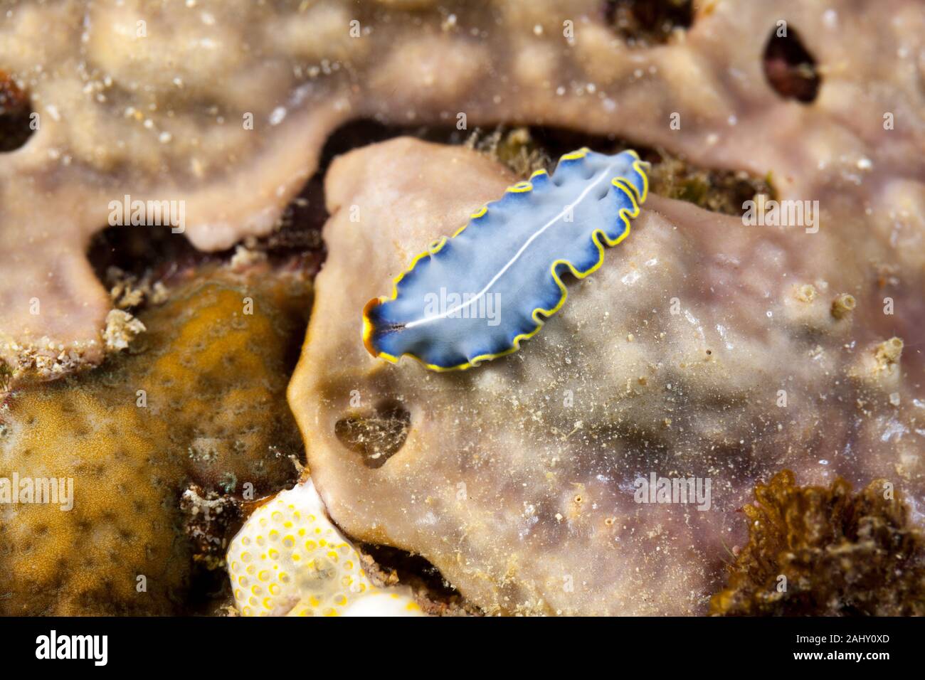 Die schönsten Unterwasser Schnecken des Indischen und Pazifischen Ozean Stockfoto