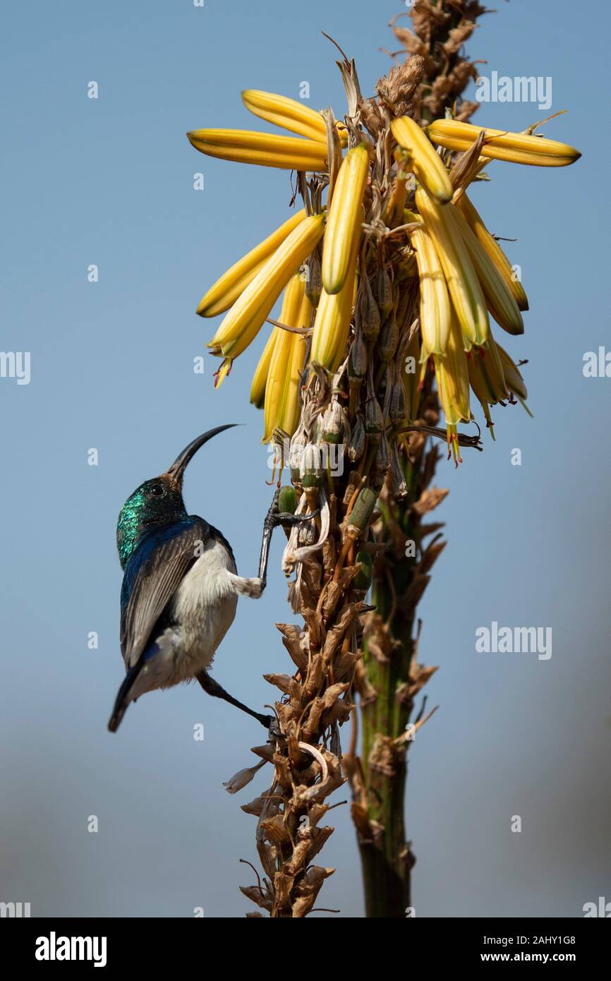 White-bellied Sunbird, Cinnyris talatala, Zimanga Game Reserve, Südafrika Stockfoto