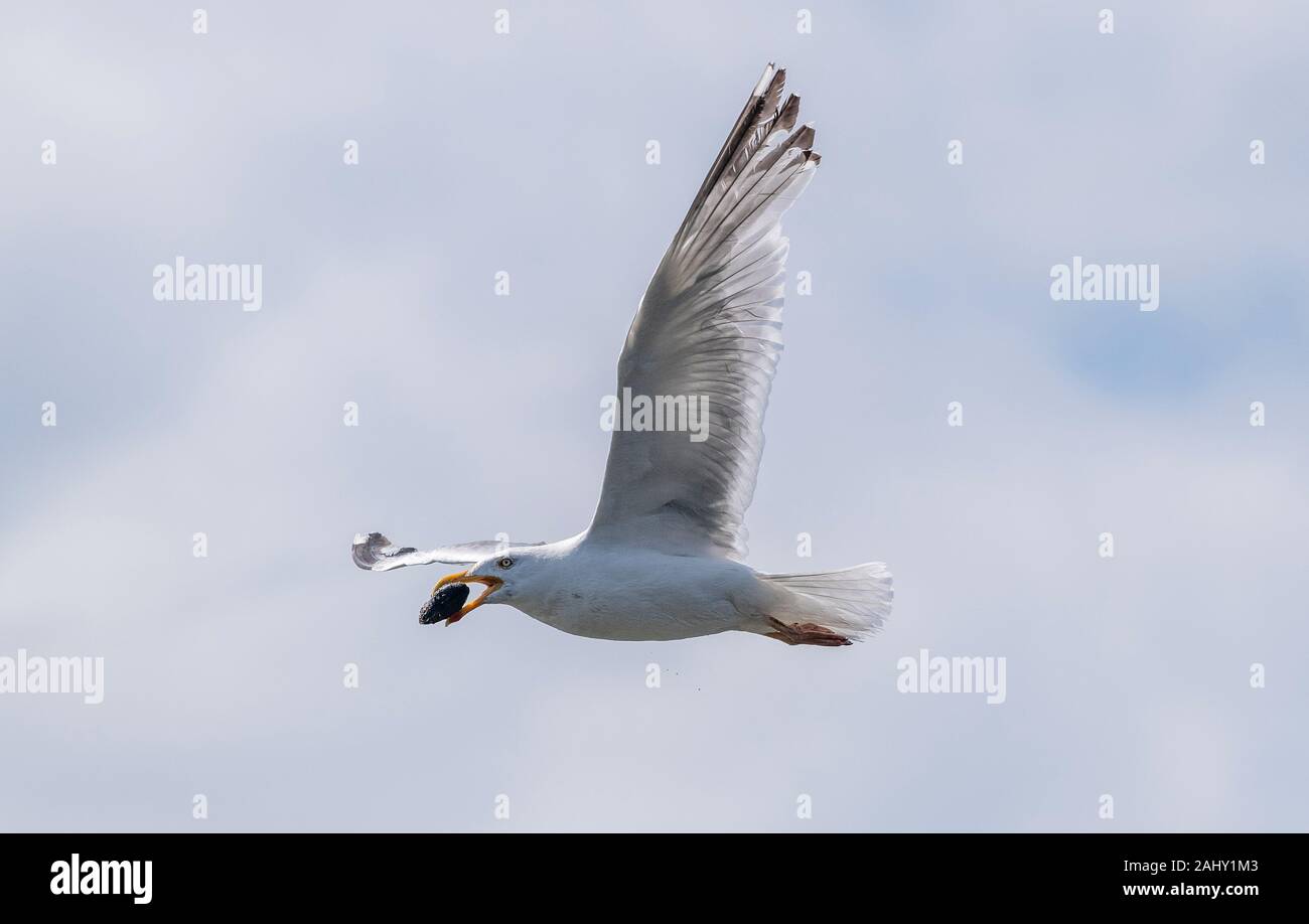 Silbermöwe, Larus argentatus, im Flug, mit Nahrungsmitteln. Dorset. Stockfoto