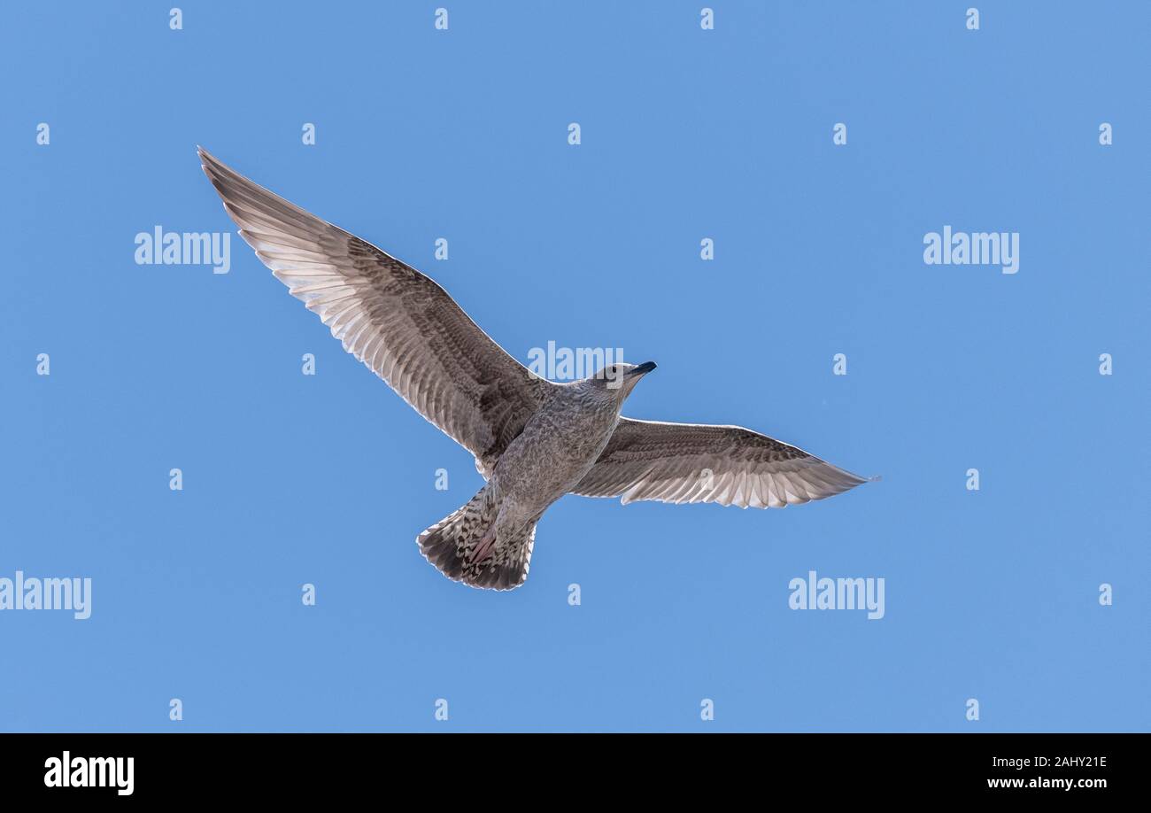 Juvenile Silbermöwe, Larus argentatus, im Flug, Dorset. Stockfoto