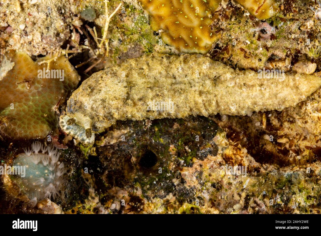 Die schönsten Unterwasser Schnecken des Indischen und Pazifischen Ozean Stockfoto