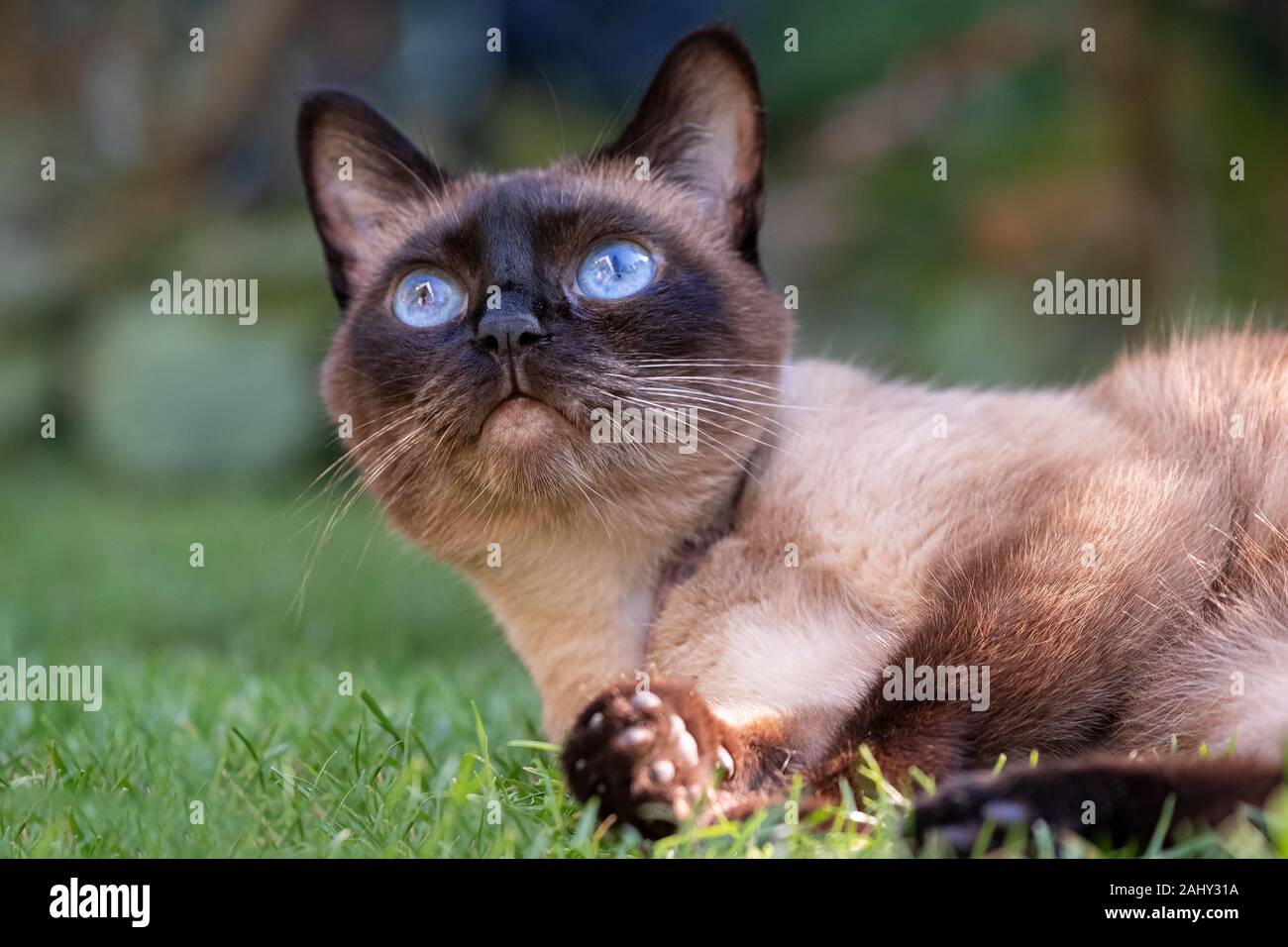 Portrait von siamesische Katze mit großen blauen Augen in Garten Stockfoto