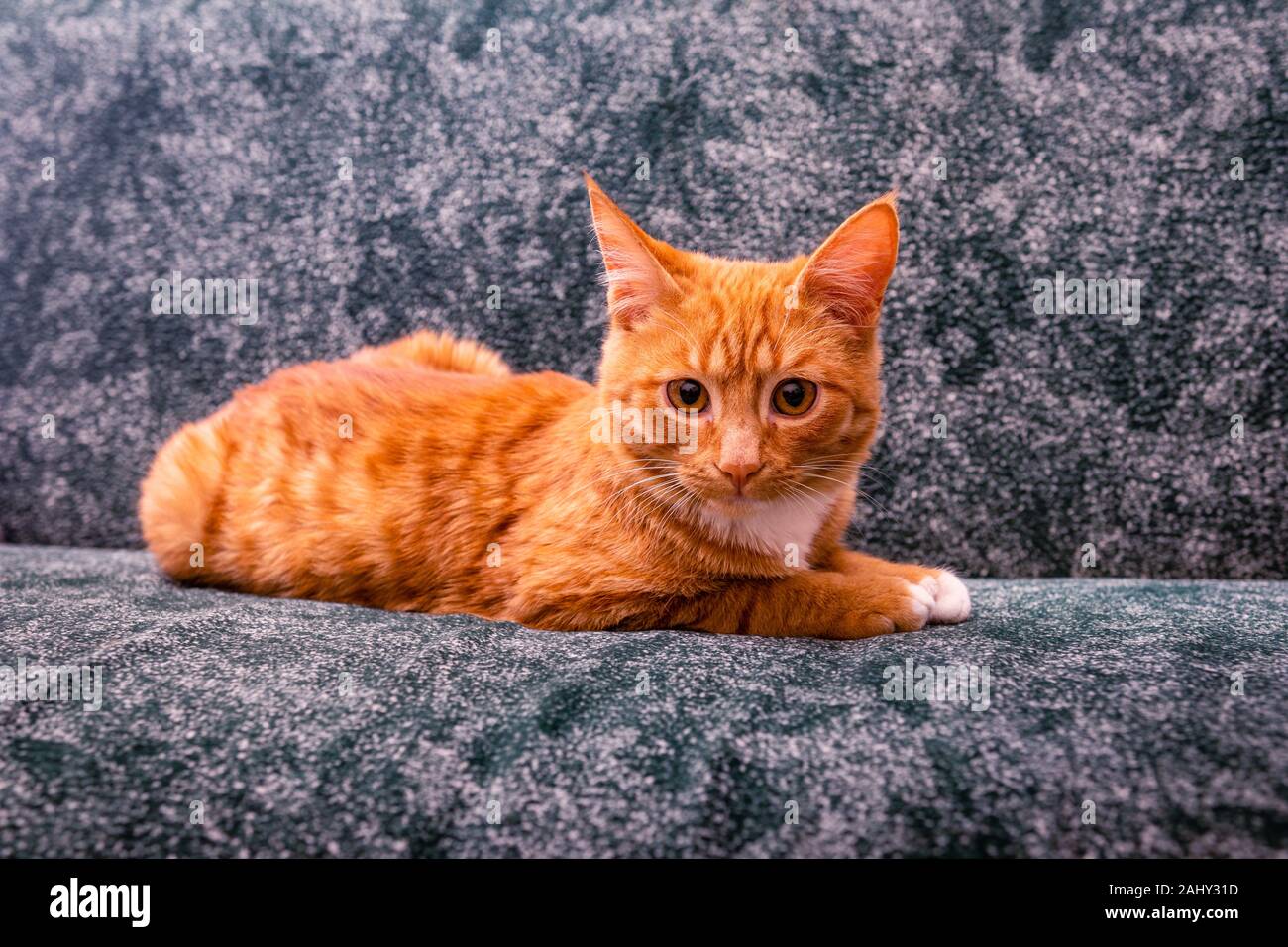 Inländische Rothaarige gestreifte junge Katze liegt auf dem Sofa und schaut vorwärts Stockfoto