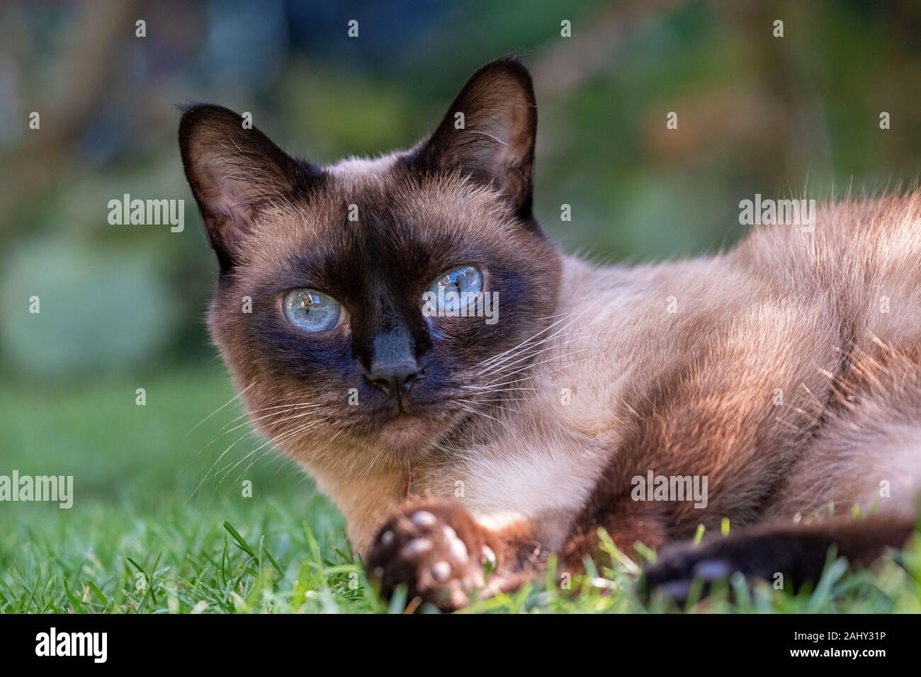 Portrait von siamesische Katze mit großen blauen Augen in Garten Stockfoto