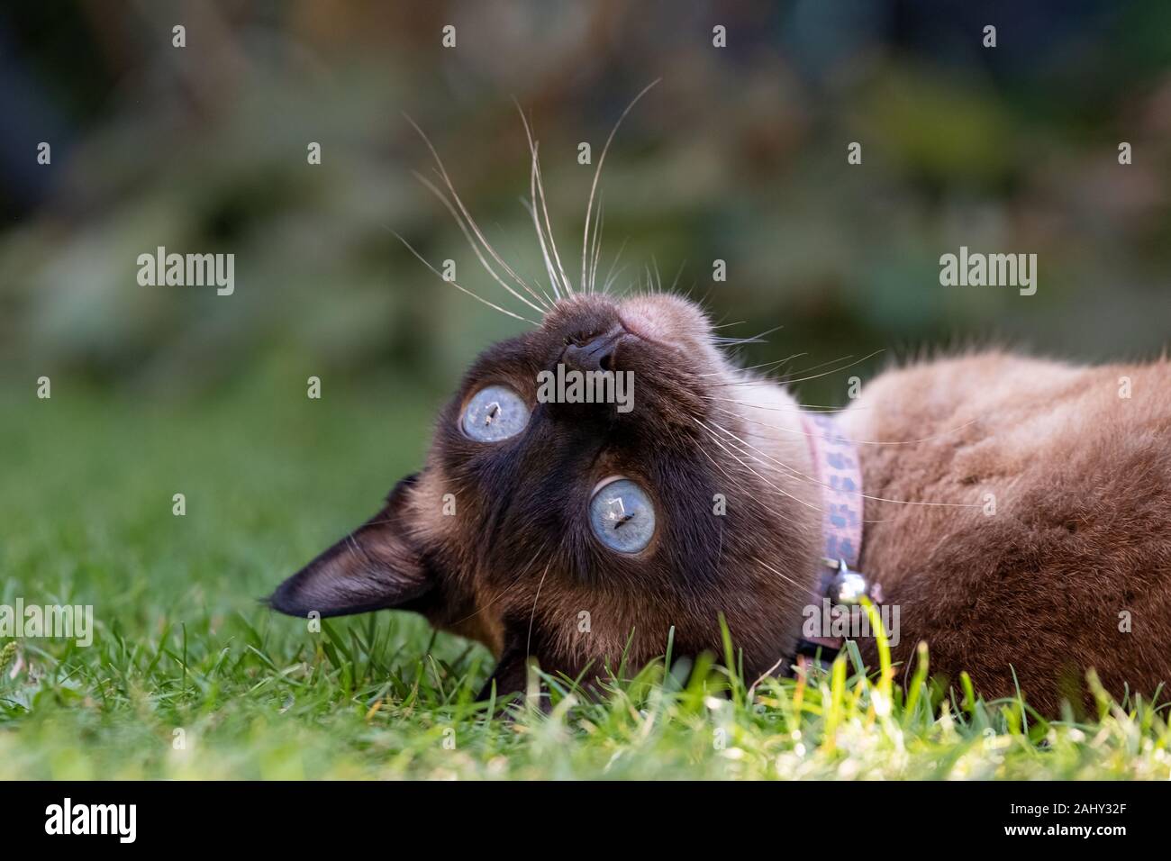 Portrait von siamesische Katze mit großen blauen Augen in Garten Stockfoto
