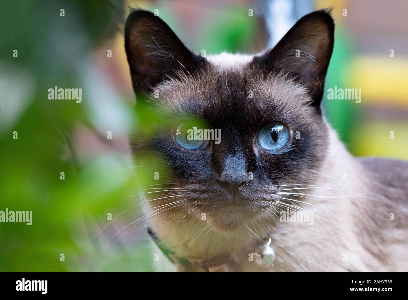 Portrait von siamesische Katze mit großen blauen Augen in Garten Stockfoto