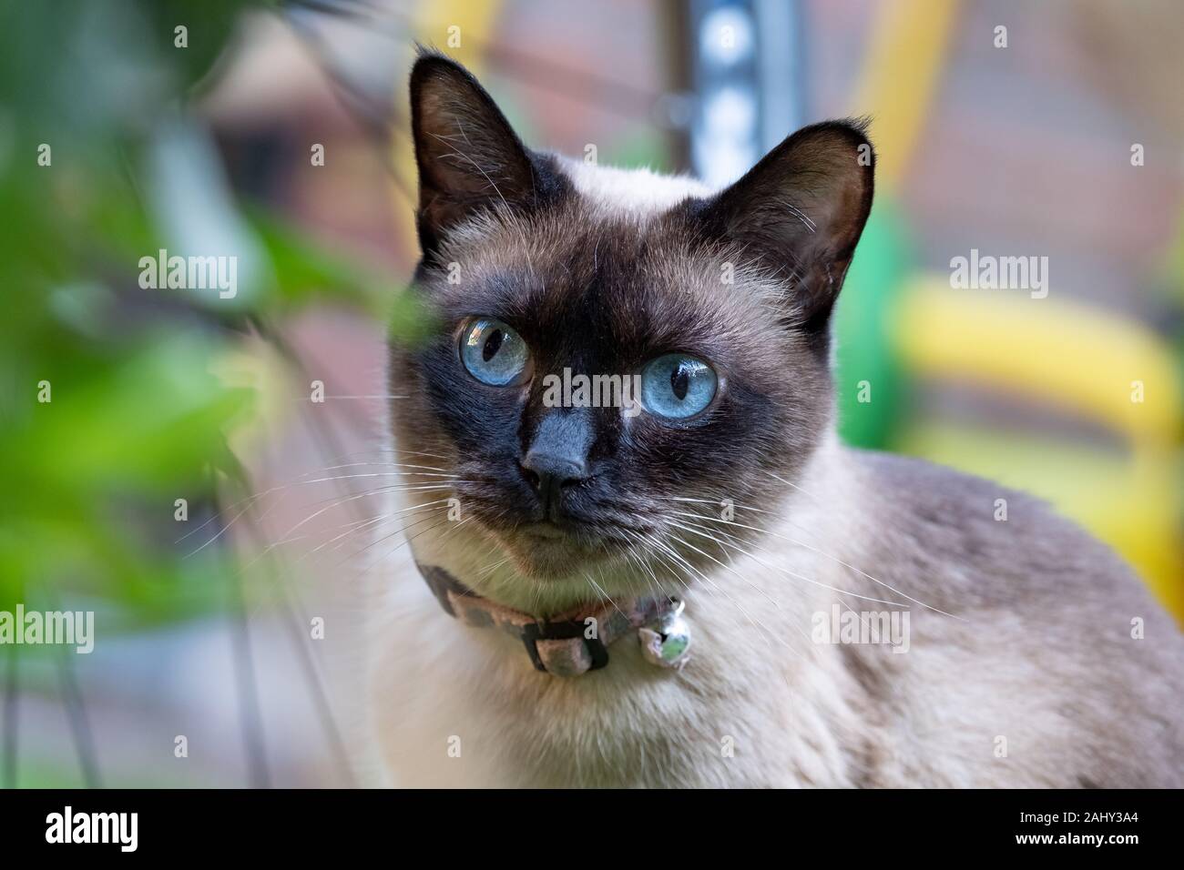 Portrait von siamesische Katze mit großen blauen Augen in Garten Stockfoto