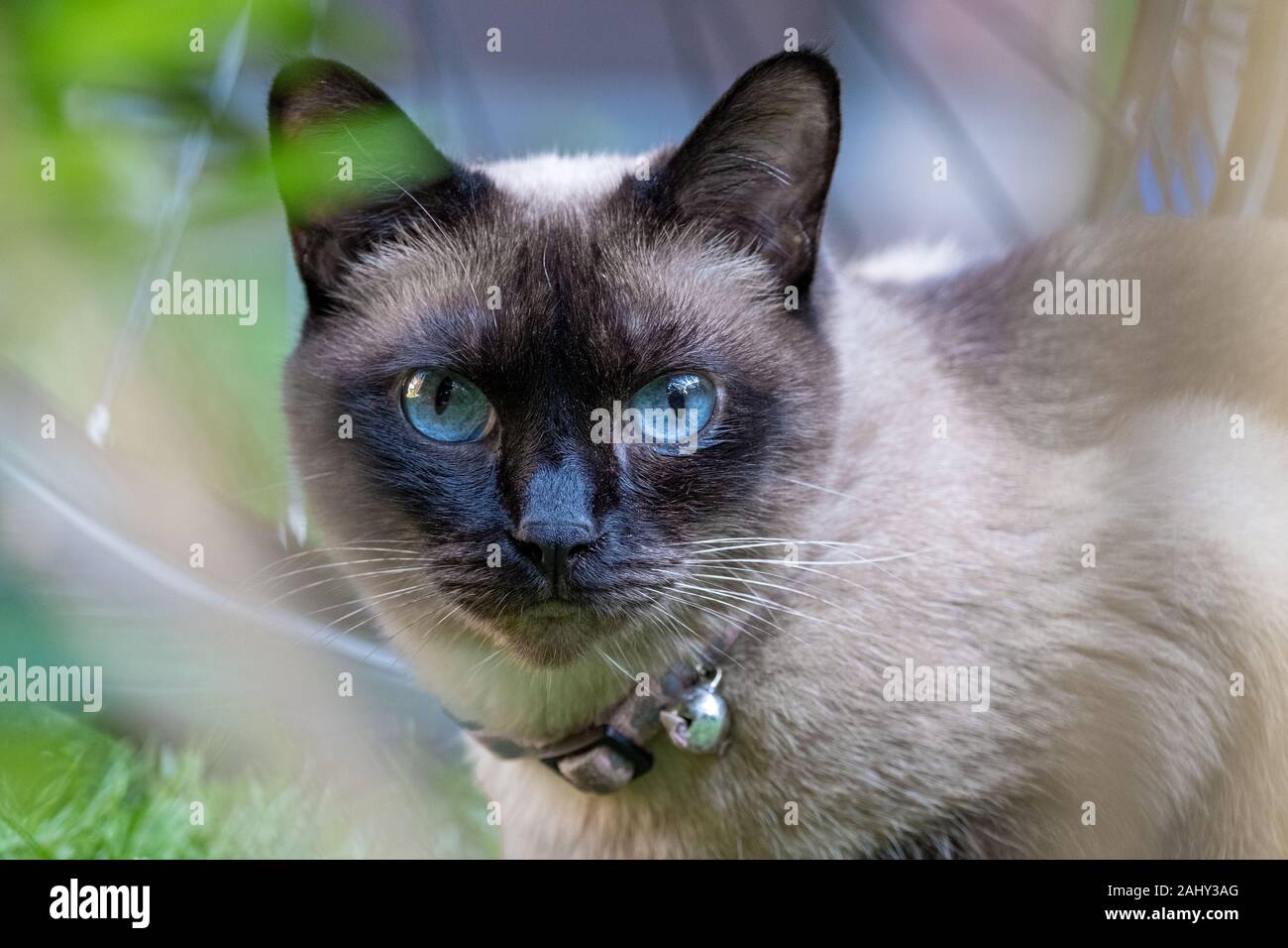 Portrait von siamesische Katze mit großen blauen Augen in Garten Stockfoto