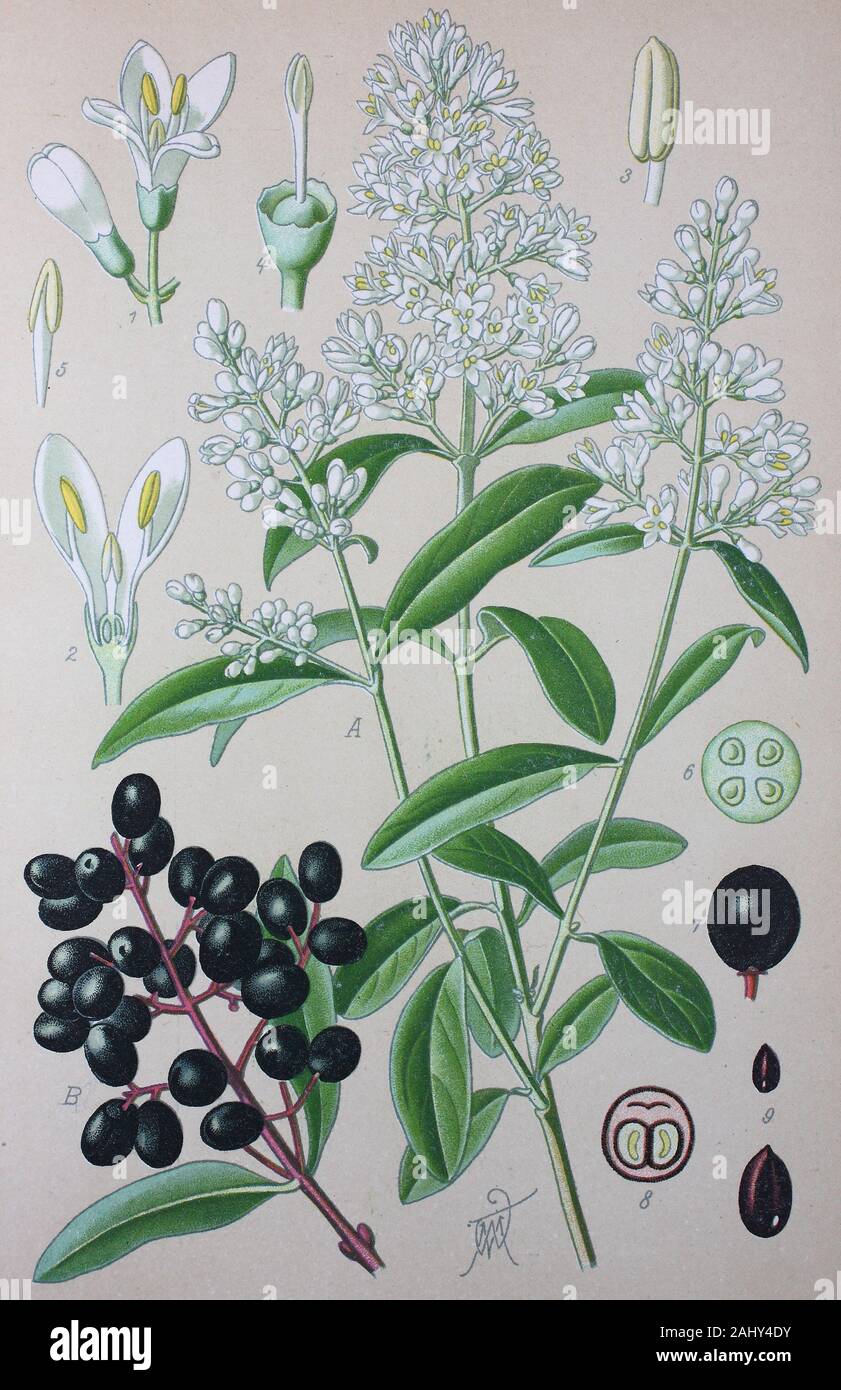 Ligustrum vulgare, Liguster, Europische Liguster ist eine Pflanzenart aus  der Gattung Ligustrum/Gemeiner Gewhnliche Schulze, Schulze, Rainweide,  Beinholz, Tintenbeerstrauch, Zaunriegel, Tintenbeertraube, Pflanzenart in  der Familie der lbaumgewchse ...