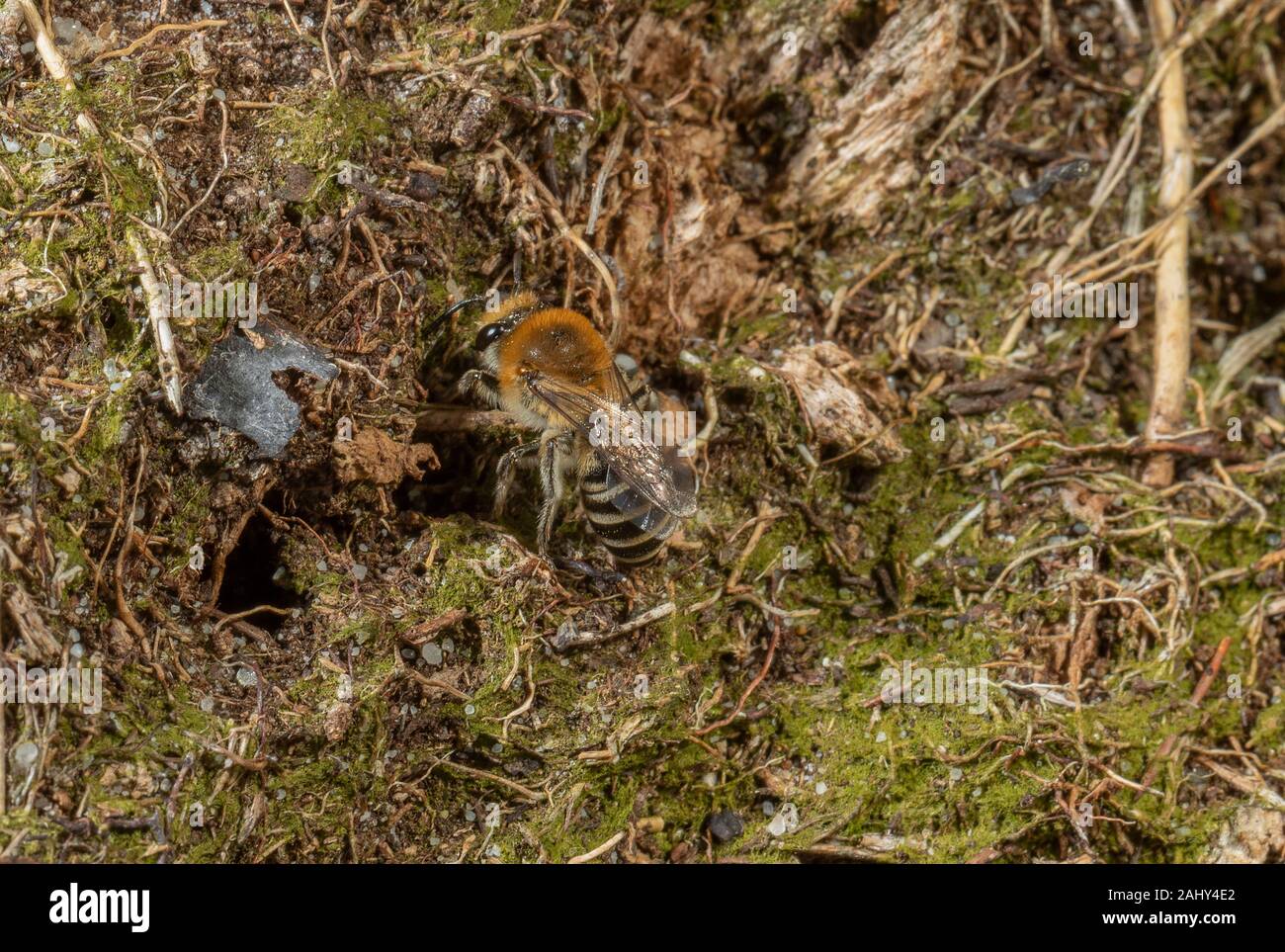 Gemeinsame Colletes succinctus Colletes, auf der Heide, Purbeck, Dorset. Stockfoto