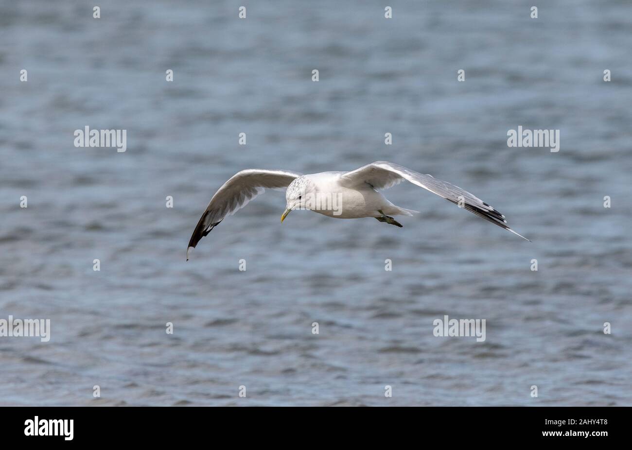 Sturmmöwe, Larus canus, im Flug über den Hafen von Poole. Spätsommer Gefieder. Stockfoto
