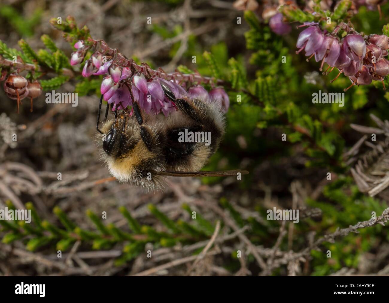 Heide Hummel, Bombus jonellus besuchen Heather Blumen auf Dorset Heide. Dorset. Stockfoto